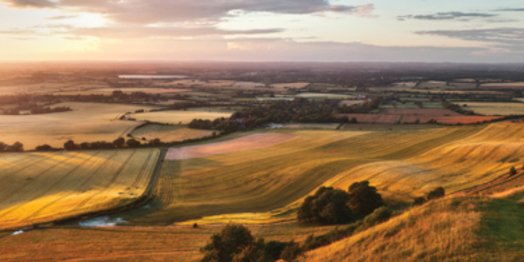 Fields of gold slide