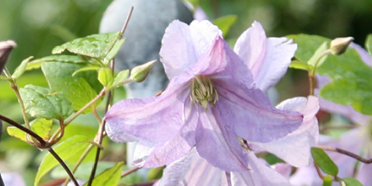 Clematis on fence dse