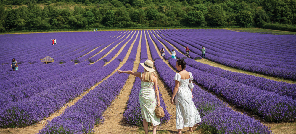 Castle Farm Lavender Fields5 2