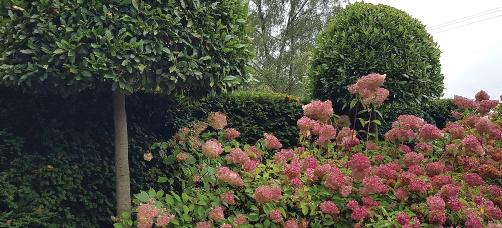 Evergreen screening above hedge Standard bay