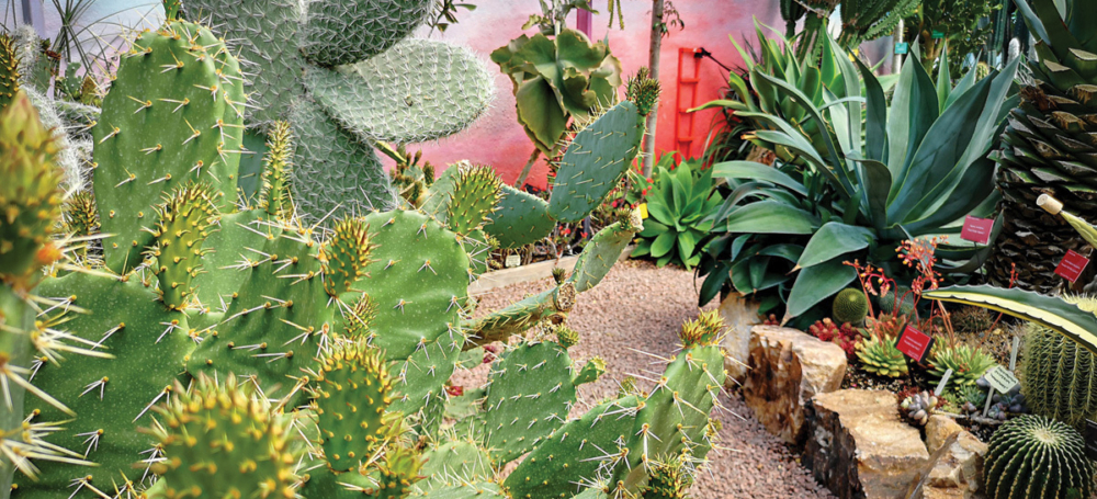 Hot Spiky Cactus House picture credit Alan Graham Lullingstone Castle The World Garden