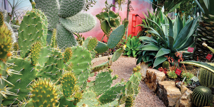 Hot Spiky Cactus House picture credit Alan Graham Lullingstone Castle The World Garden