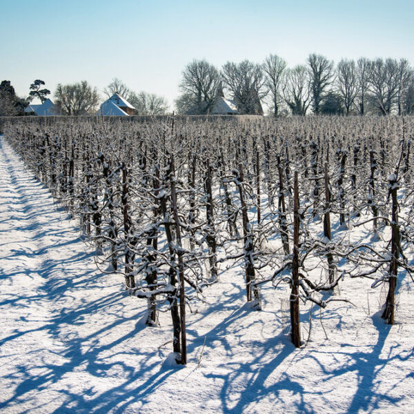 Apple orchards in Kent